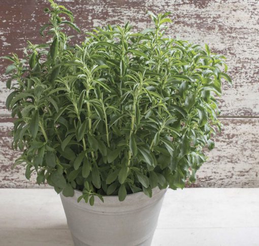 Stevia Sugar Love