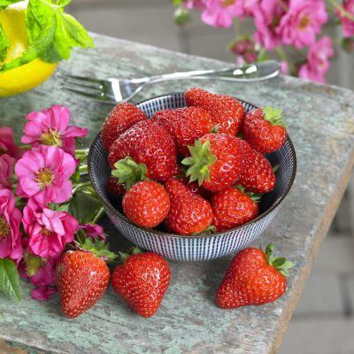 Strawberry Summer Breeze Cherry Blossom