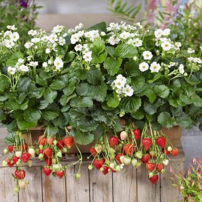 Strawberry Summer Breeze Snow