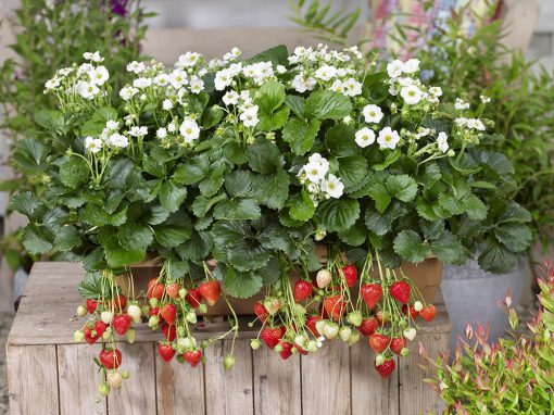 Strawberry Summer Breeze Snow