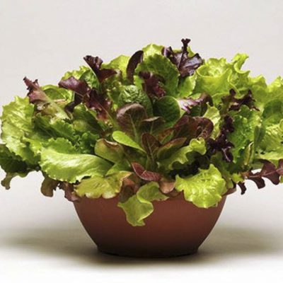 Lettuce Simply Salad Summer Picnic Mix