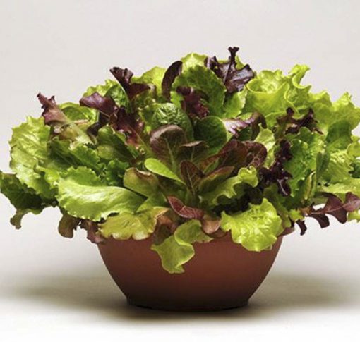 Lettuce Simply Salad Summer Picnic Mix