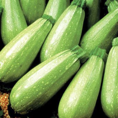 Summer Squash Magda