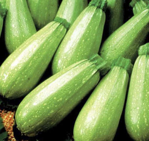 Summer Squash Magda