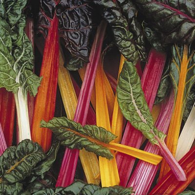 Swiss Chard Bright Lights
