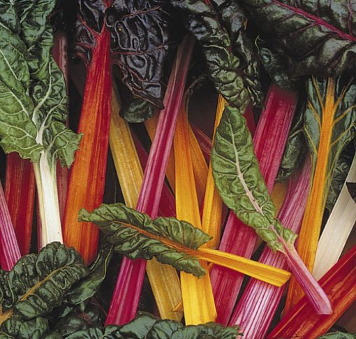 Swiss Chard Bright Lights