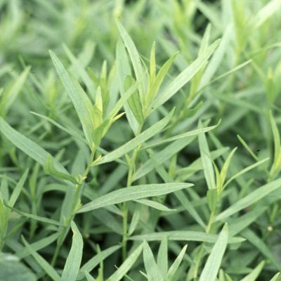 Tarragon French