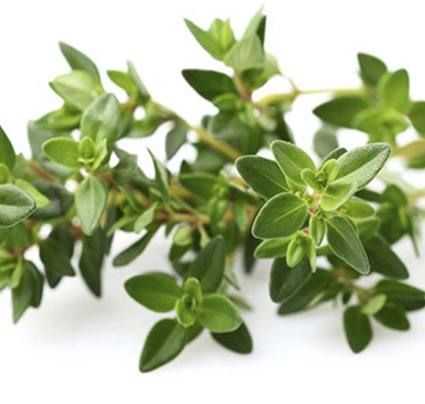 thyme and season thyme and season