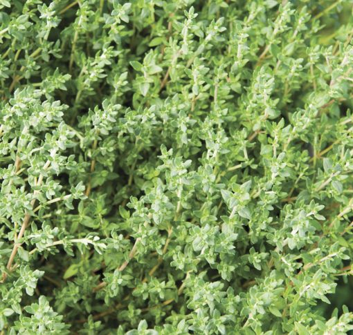 Thyme Faustinoi