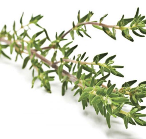 Thyme vulgaris French - Image 2