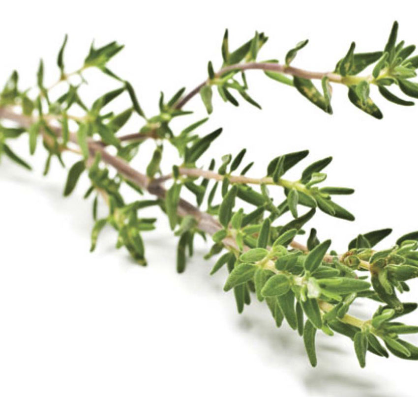 Thyme Faustinoi Sweet Valley by Jolly Farmer