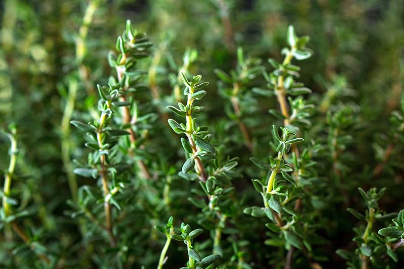 thyme growing in the garden