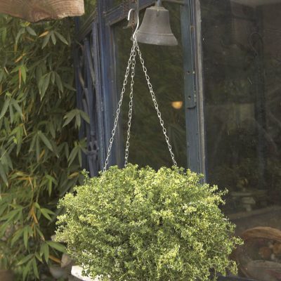 Thyme Golden Lemon Variegated