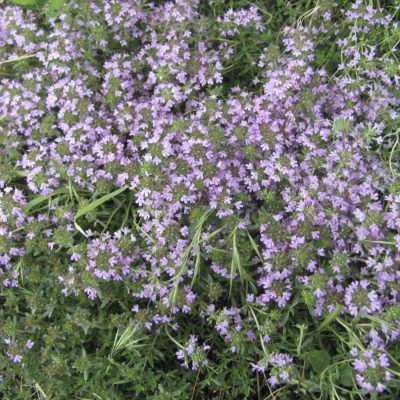 Thyme Pink Chintz