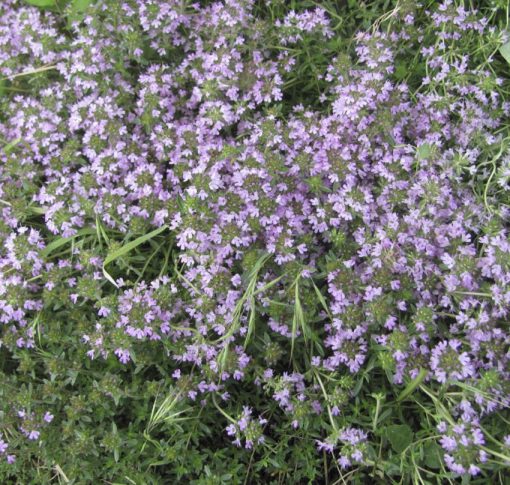 Thyme Pink Chintz