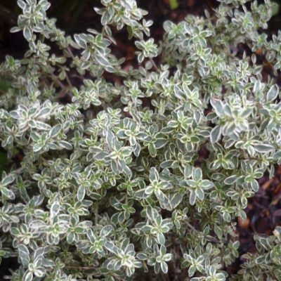 Thyme Silver Edged