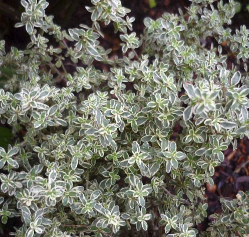 Thyme Silver Edged Sweet Valley by Jolly Farmer