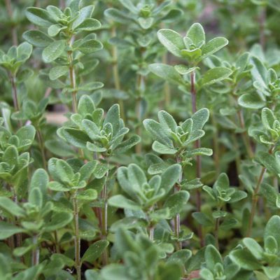 Thyme vulgaris English