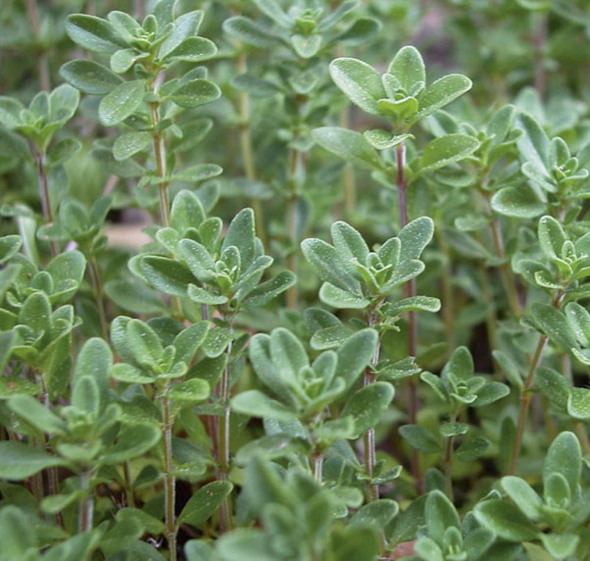 Thyme vulgaris English Sweet Valley by Jolly Farmer