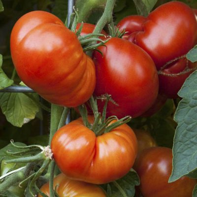 Tomato Beefmaster
