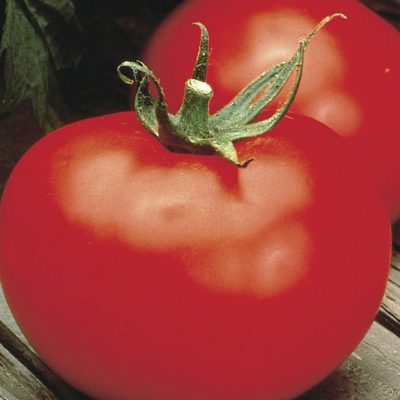 Tomato Better Boy