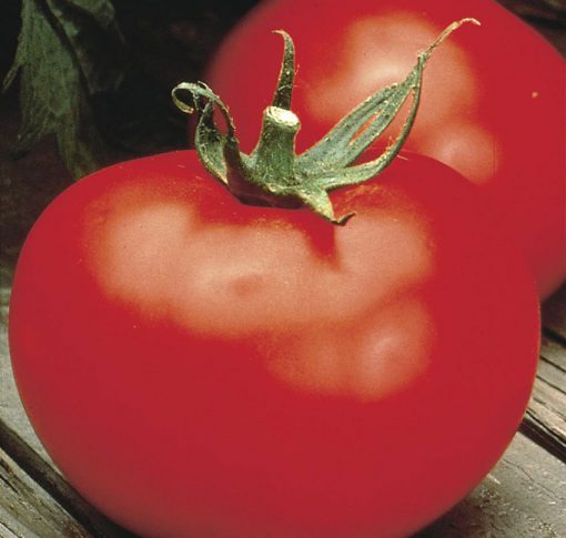 Tomato Better Boy