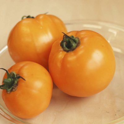 Tomato Carolina Gold