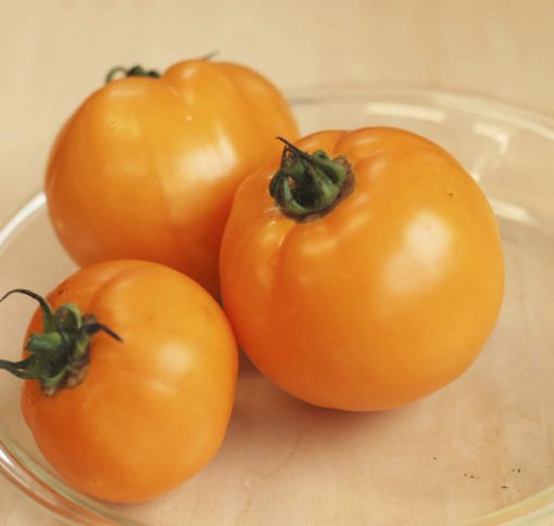 Tomato Carolina Gold