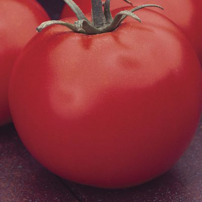 Tomato Celebrity
