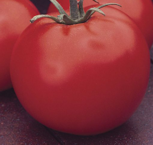 Tomato Celebrity