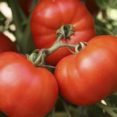 Tomato Early Girl