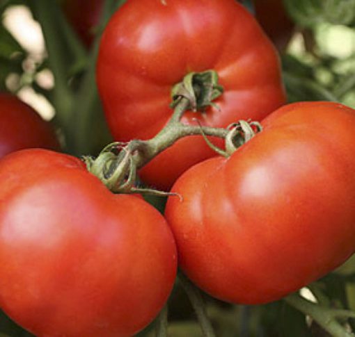 Tomato Early Girl
