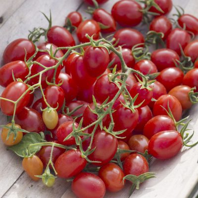 Tomato Fantastico