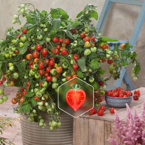 Tomato Heartbreakers Vallery in a large patio pot