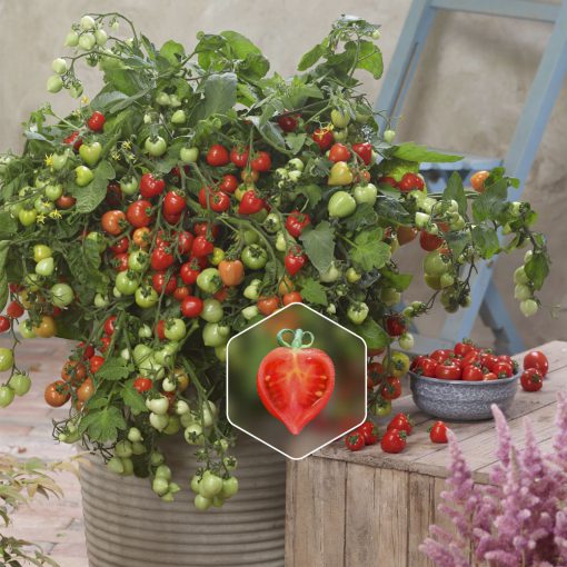 Tomato Heartbreakers Vallery
