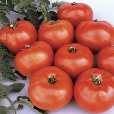 Tomato Jet Star