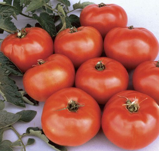 Tomato Jet Star