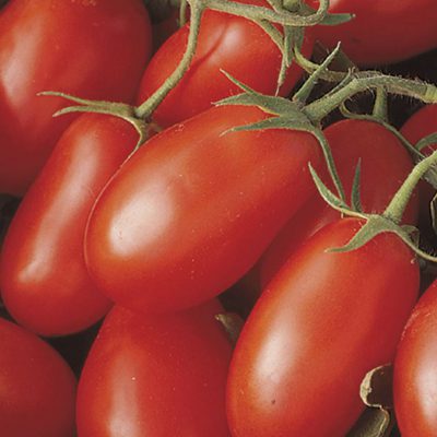 Tomato La Roma III