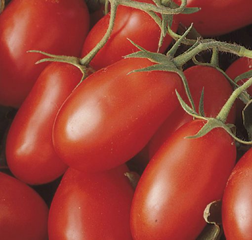 Tomato La Roma III
