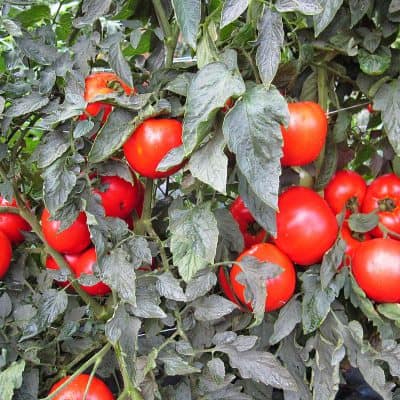 Tomato Mountain Merit