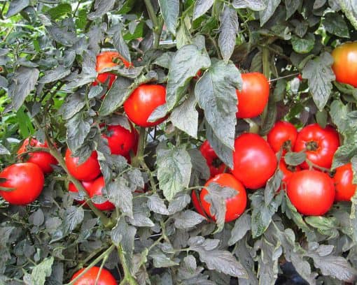 Tomato Mountain Merit