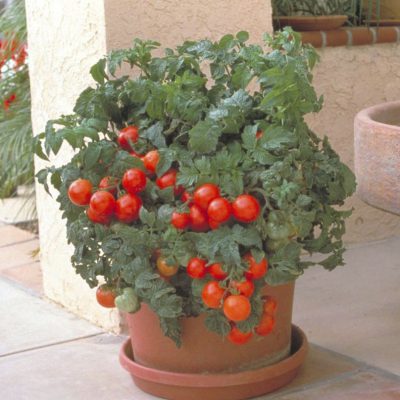 Tomato Patio