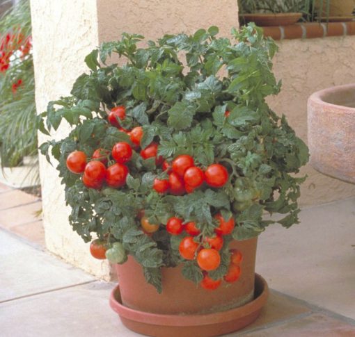 Tomato Patio