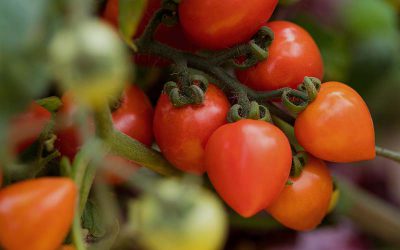 Companion Plants for Tomatoes!
