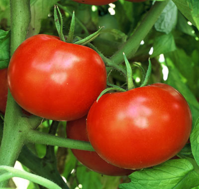 Tomato Rutgers