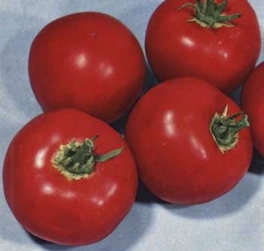 Tomato Scotia Sweet Valley by Jolly Farmer