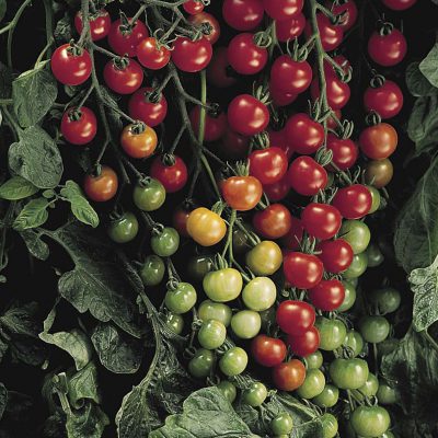 Tomato Super Sweet 100