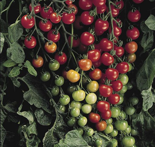 Tomato Super Sweet 100