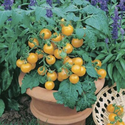 Tomato Sweet 'n' Neat Yellow