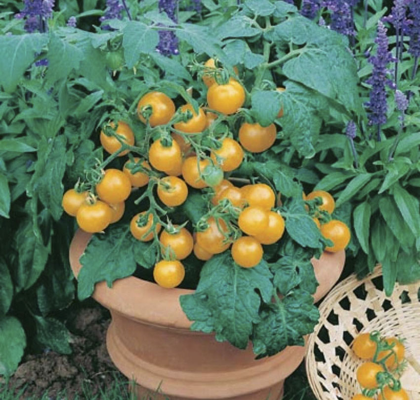 black vernissage tomato days to maturity black vernissage tomato days to maturity